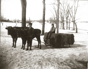 Hay Sleigh Cows